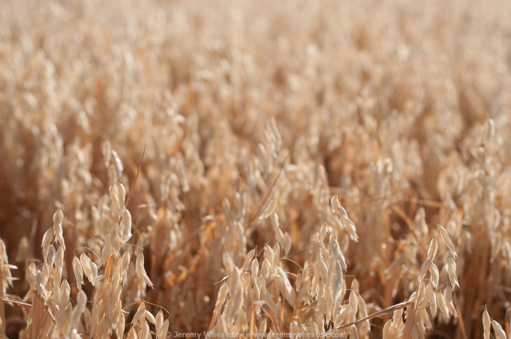 Field of golden wheat in sunlight.