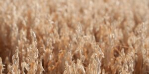 Field of ripe oat plants.