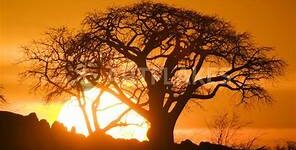Baobab tree silhouette against orange sunset.
