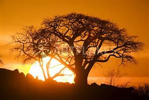Baobab tree silhouette against orange sunset.
