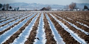 Snow-covered plowed field with mountain background.