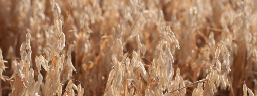 Field of ripe golden oats.