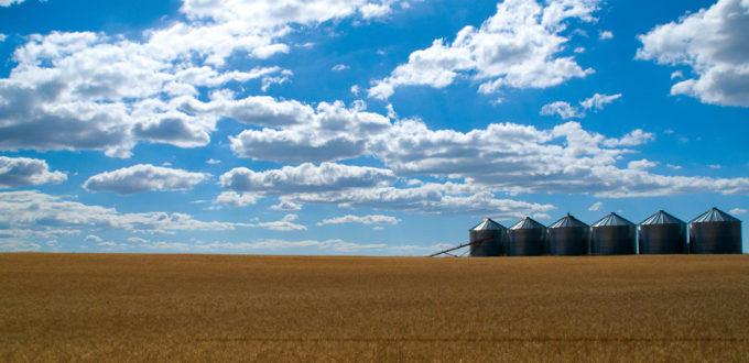 Golden wheat field under a vibrant blue sky with scattered clouds.