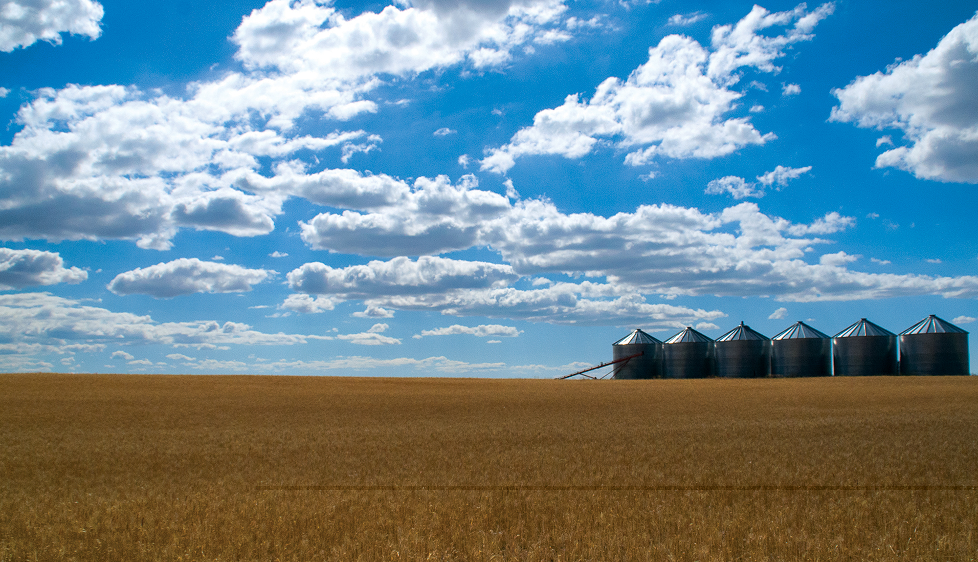 Golden wheat field under a vibrant blue sky with scattered clouds.
