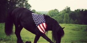 A black horse wearing an American flag blanket grazing in a green field.